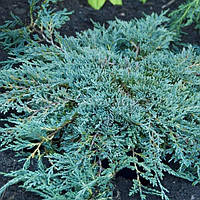 Можжевельник горизонтальный 'Айс Блю' 2,5 года Juniperus horizontalis 'Icee Blue'