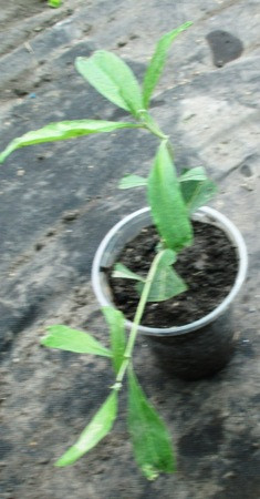 Будлея Давида Вайт Профьюжн. Білоквіткова. У контейнерах 0.5 л., фото 1