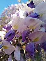 Глициния обильноцветущая "Plena". Wisteria floribunda "Plena".