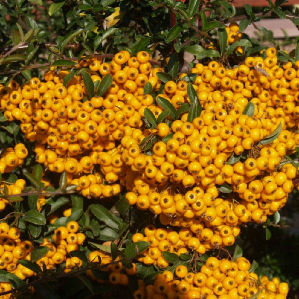 Піраанта Солейл Дор (Soleil d'Or), фото 1