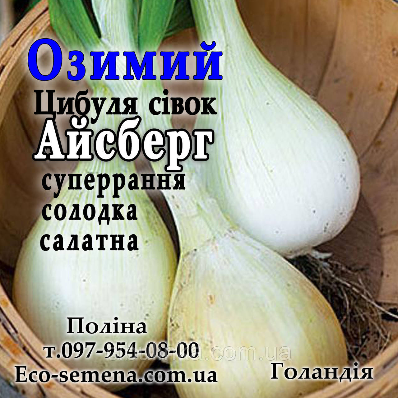 Лук сівок озима Айсберг (Aisberg), Голландія, 1 кг