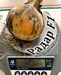 Лук севок Радар (Radar), Broer Голландія, 1 кг