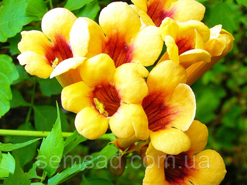 Үлкен сиськилердің ұйықтап жатқанын қараңыз Фотосуреттер письки дефлорация ххх