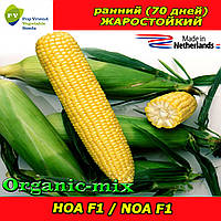 Насіння, НОА F1/NOA F1, цукрова кукурудза, 5 000 насіння, ТМ Pop Vriend Seeds (Нідерланди)
