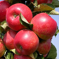 Яблуня літня Віста Белла