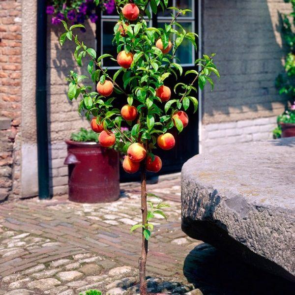 Саджанці Персика колоновидного Штайнберг - середнього терміну, великоплідний, зимостійкий, фото 1