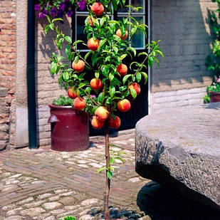 Саджанці Персика колоновидного Штайнберг - середнього терміну, великоплідний, зимостійкий