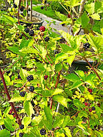 Ежевика Rubus h 80  С 5