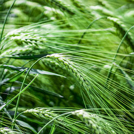 Насіння озимого ячміня