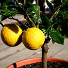 Саджанці Лимона Майкопський (Maikop) 2-х річний - запашний, кисло-солодкий, ремонтантний С2, фото 3