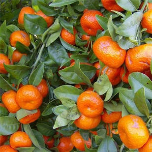 Саджанці мандарина Абхазького раннього, ароматний, соковитий