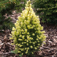 Саджанці Ялини канадської Дейзі Уайт (Picea glauca Daisy's White) Р9