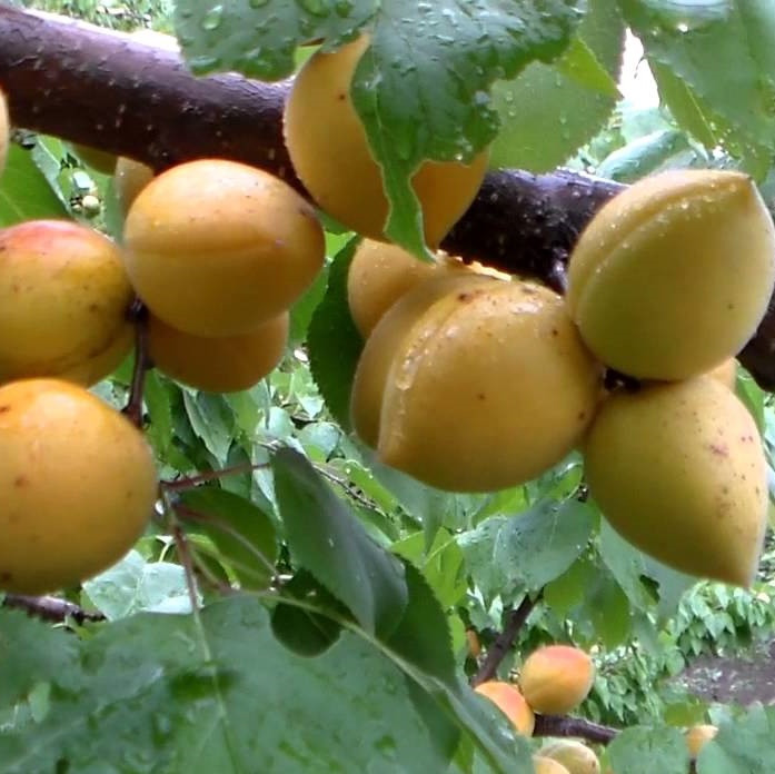 Саджанці Абрикоса Манітоба 604 - середній, яйцеподібний, урожайний