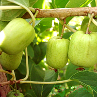 Саджанці Актинідії (ківі) Київської великоплідної дворічна - жіночий сорт, крупноплідна, морозостійка С1.5