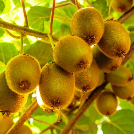 Саджанці Ківі Абботт (3-х літній) - дводомний, морозостійкий, середній, фото 1