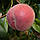 Саджанці Персика Рубі Принц - середній, великоплідний, зимостійкий, фото 2