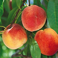 Саджанці Персика Харроу Б'юті - пізній, високоврожайний середньоранній, морозостійкий