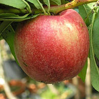 Саджанці Нектарина Старк Ред Голд - середній, великоплідний, зимостійкий