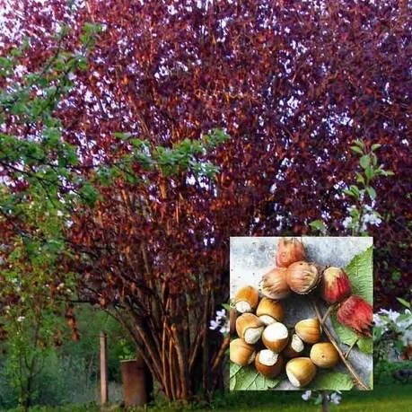 Саджанці Фундука Ламберт - червонолистий, урожайний, зимостійкий