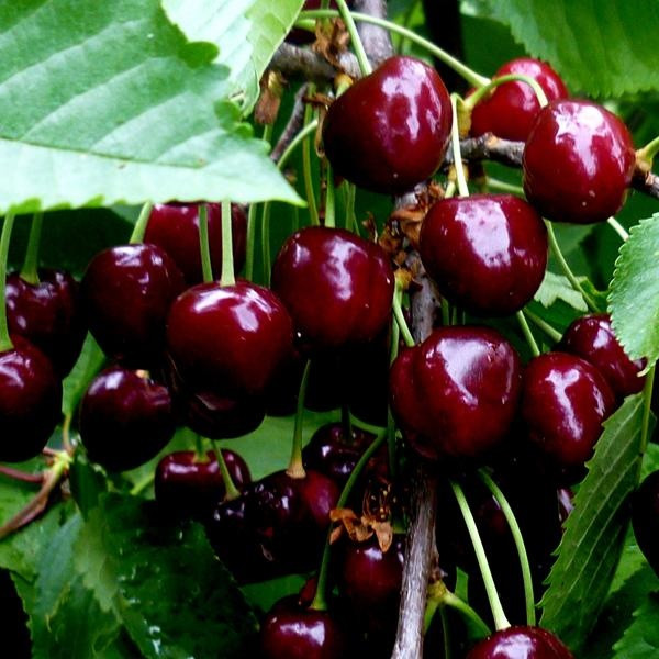 Саджанці Черешні Біг Стар - середнього терміну, велика, морозостійка