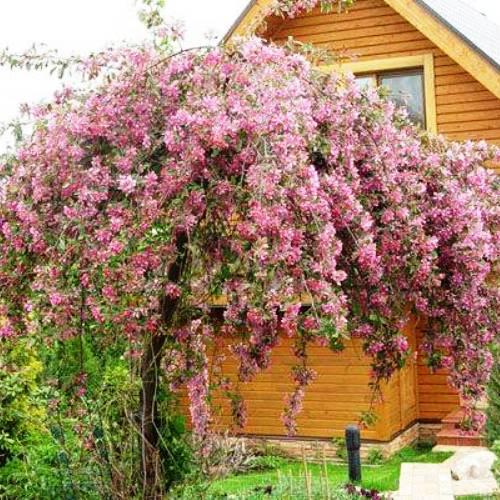 Саджанці Яблуні плакучої Недзведського (Malus niedzwetzryana)