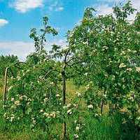 Саджанці Горобини плакучої - Sorbus aucuparia Pendula