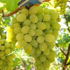 Саджанці Винограду Мускат Болгарія - ранньо-середнього терміну, великоплідний, морозостійкий