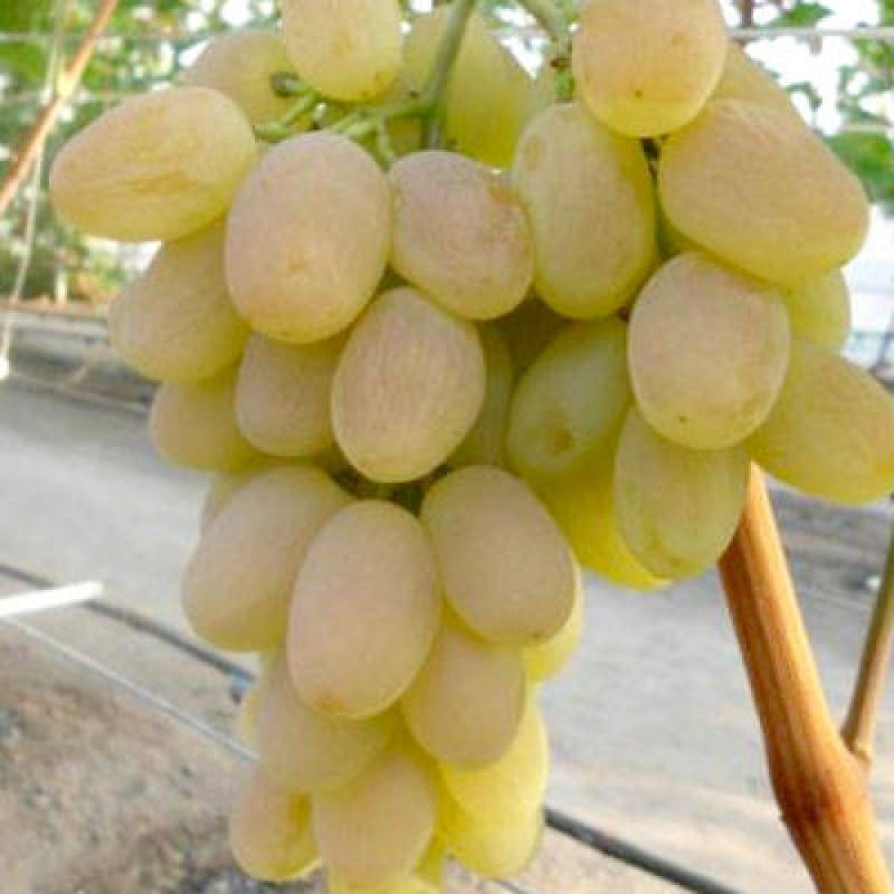 Саджанці Винограду Кишмиш Валентино - раннього терміну, великоплідний, морозостійкий