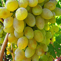 Вегетуючі саджанці винограду Діва Марія - середнього терміну, транспортабельний, морозостійкий