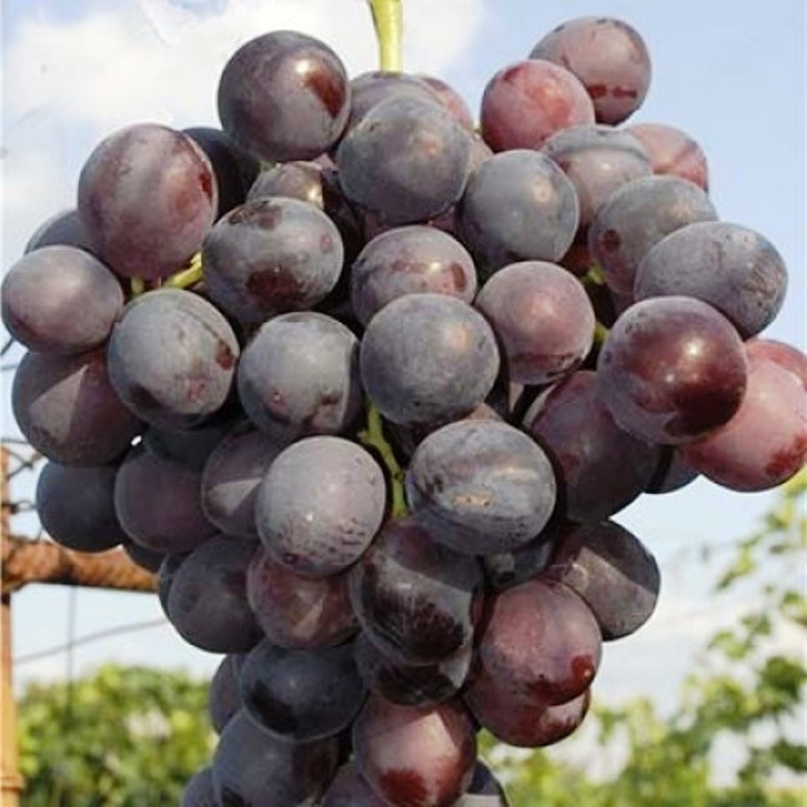 Саджанці Винограду Ніна - середнього терміну, транспортабельний, морозостійкий