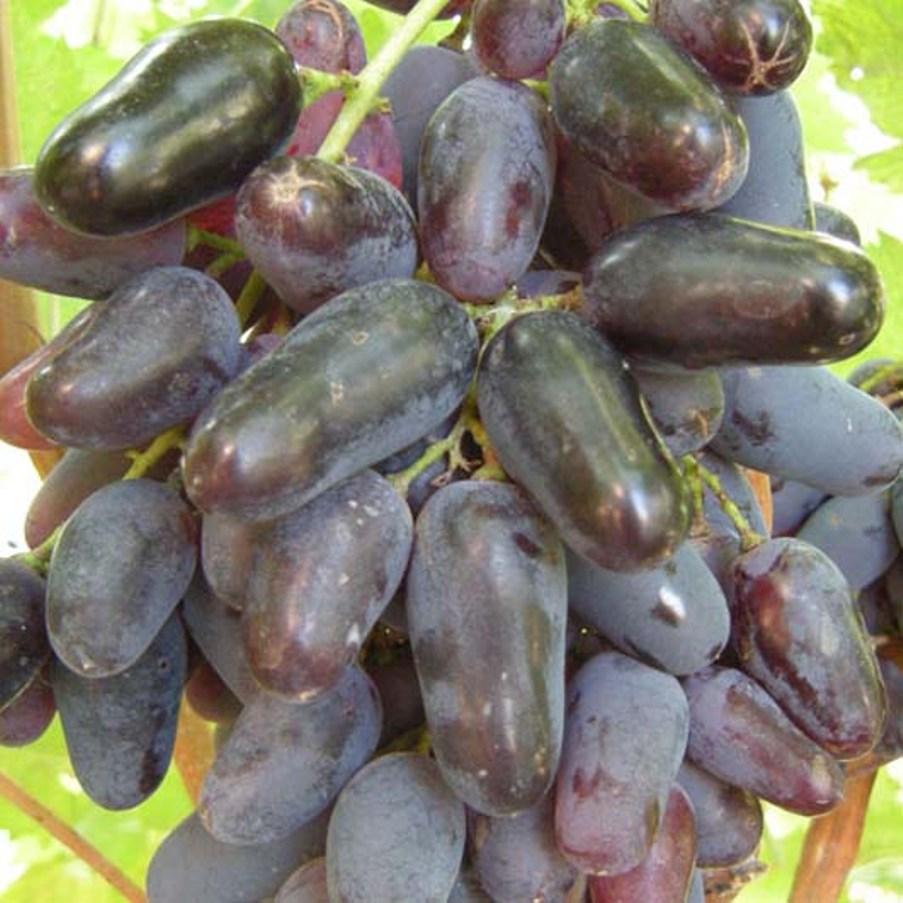 Саджанці Винограду Пам'яті Негруля - пізнього строку, транспортабельний, товарний