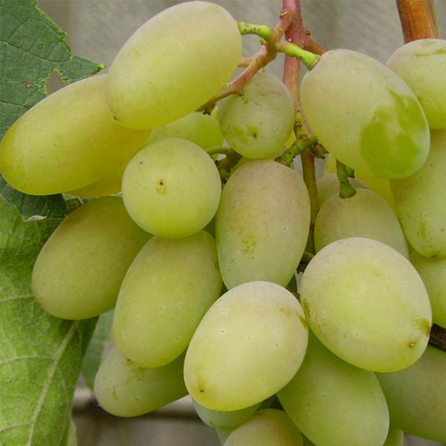 Вегетуючі саджанці Винограду Первозванний - раннього терміну, великоплідний, морозостійкий