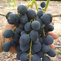 Саджанці Винограду Чорна вишня - супер раннього строку, великоплідний