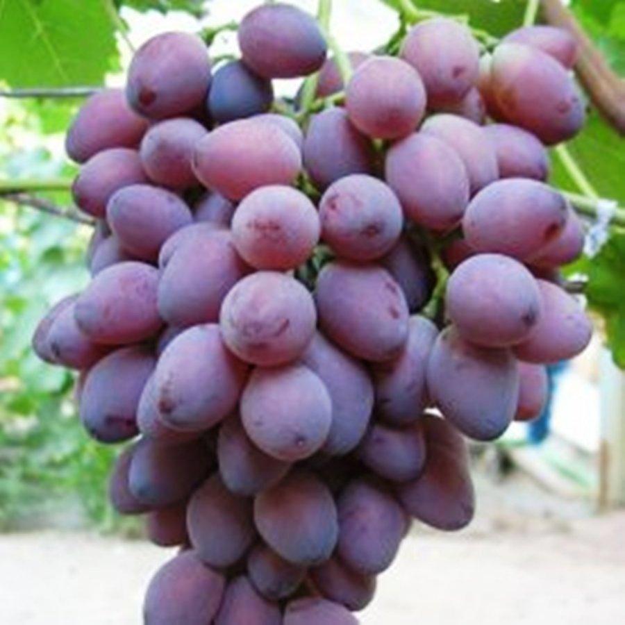 Вегетуючі саджанці Винограду Ася - раннього терміну, великоплідний, урожайний