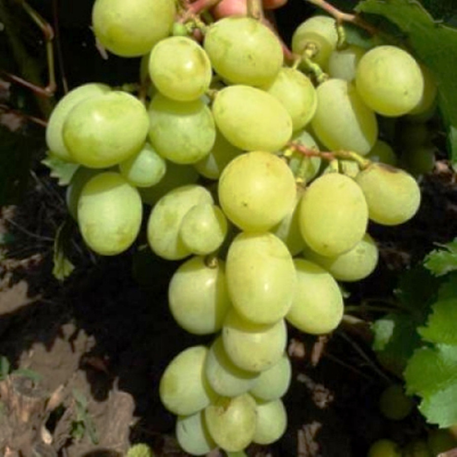 Саджанці Винограду Емігрант - раннього терміну, морозостійкий, великоплідний