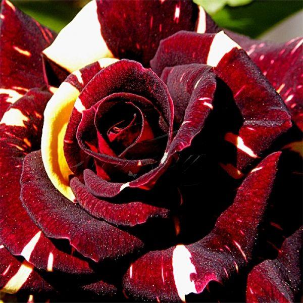 Саджанці чайно-гібридної троянди Абракадабра (Rose Abracadabra)
