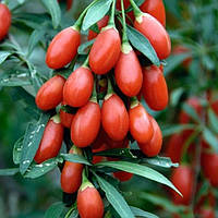 Саджанці Годжі Lycium Barbarum №1 - середня, червоно-помаранчева, солодка Р9
