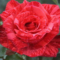 Саджанці чайно-гібридної троянди Ред Інтуішн (Rose Red Intuition)