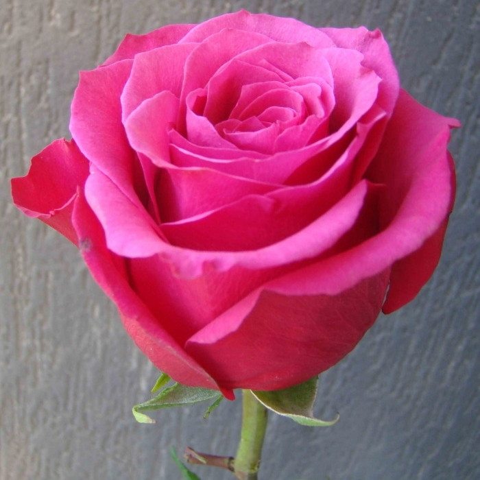 Саджанці чайно-гібридної троянди Топаз (Rose Topaz)