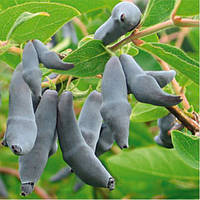 Саджанці жимолості їстівної Бакчарская - пізня, крупноплідна, врожайна (3-х річка)