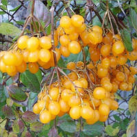 Саджанці калини жовтої звичайної (Viburnum opulus) - рання, жовте, кисло-солодка