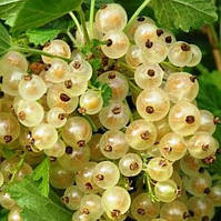 Саджанці смородини білої Білка - рання, біла, урожайна