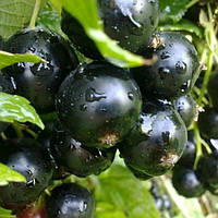 Саджанці смородини чорної Оріана - середньо-рання, крупноплідна, ароматна