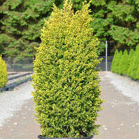 Саджанці Ялівцю звичайного Голд Кон (Juniperus communis Gold Cone)