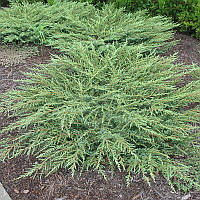Саджанці Ялівцю звичайного Грін Карпет (Juniperus communis Green Carpet)