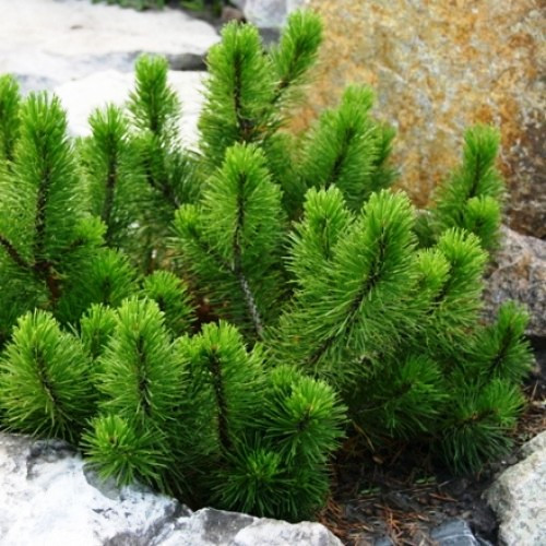 Саджанці Сосни гірської карликової Ротундата (Pinus Mugo - Rotundata) Р9 - фото 1 - id-p1051230799