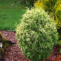 Саджанці Туї західної Коппер Голд (Thuja occidentalis Copper Gold) Р9