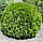 Саджанці Туї західної Вудварді (Thuja occidentalis Woodwardii) С1, фото 3