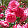 Саджанці Олеандра Рожевий Махровий (Nerium oleander), фото 2