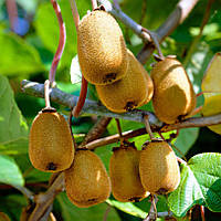 Саджанці Ківі Дженні (2-річний) - самозапильний, невибагливий, середній